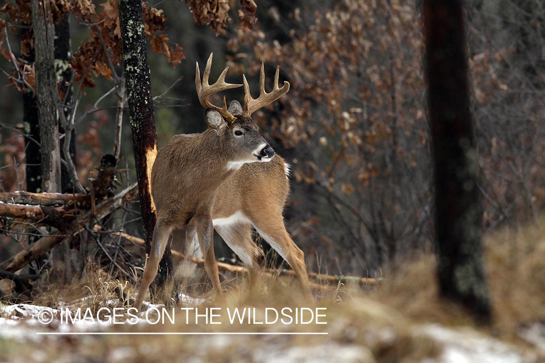 White-tailed buck in habitat. *