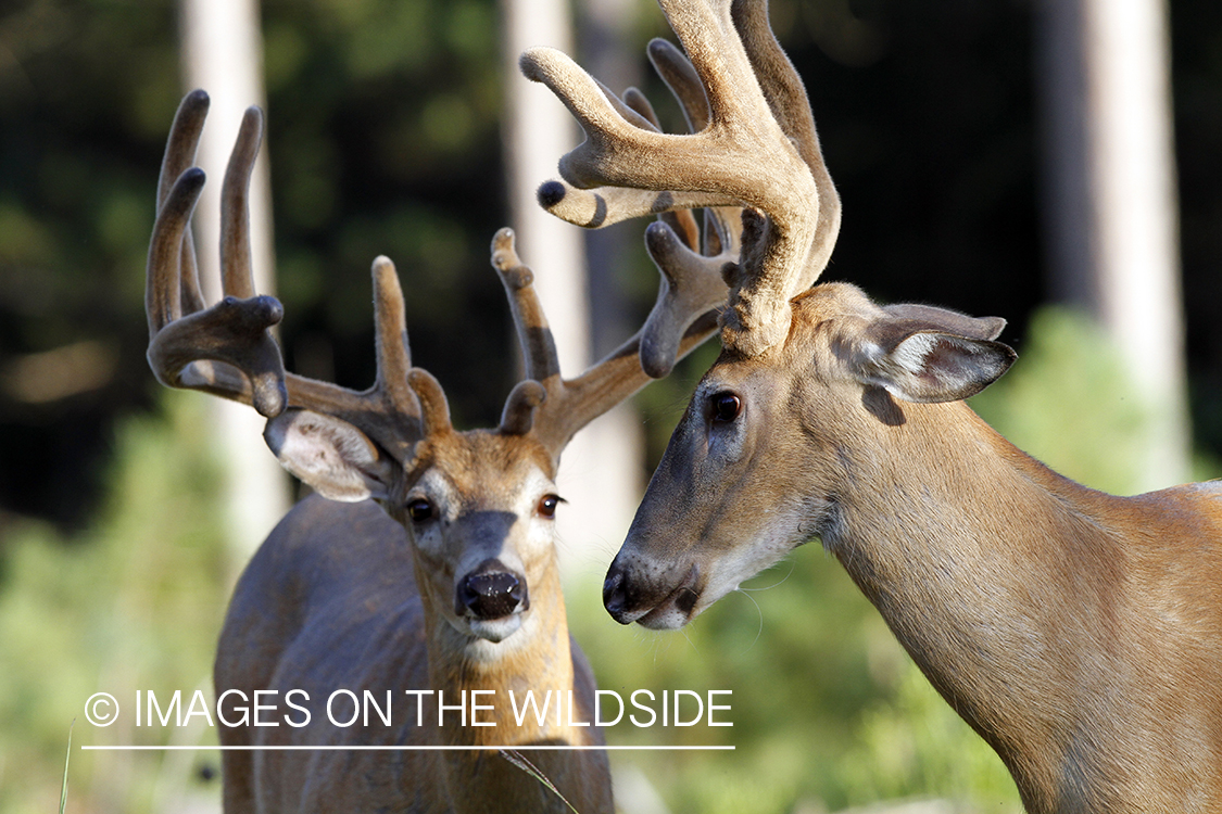 White-tailed bucks in velvet.  