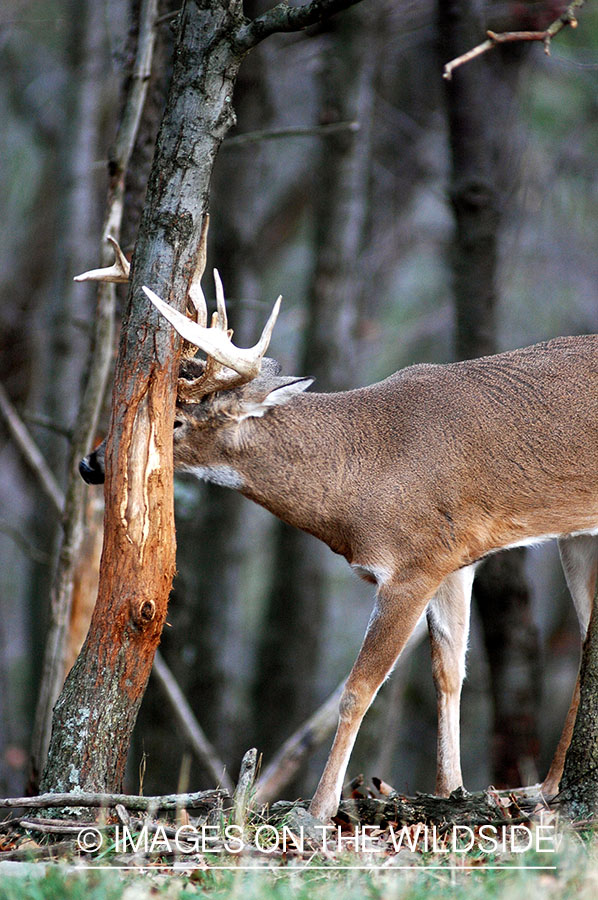 White-tailed buck rubbing tree. 