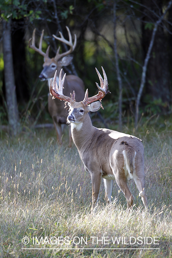 White-tailed buck shedding velvet.  