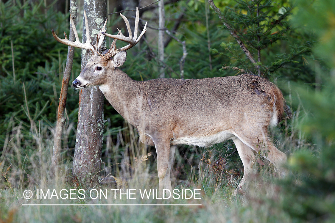 White-tailed buck in habitat. 