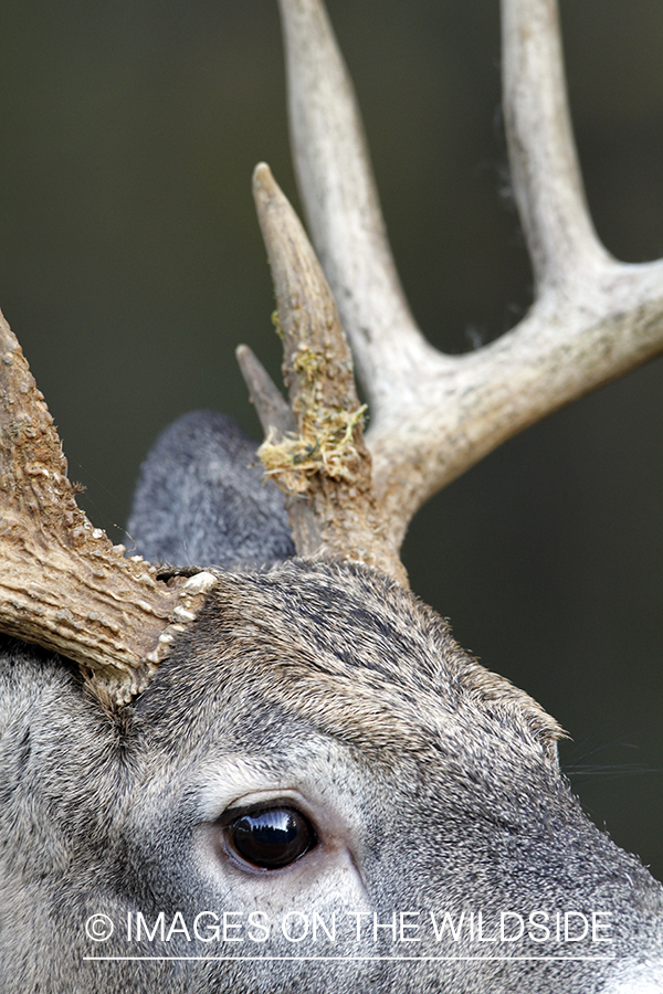 Close-up of white-tailed buck. 