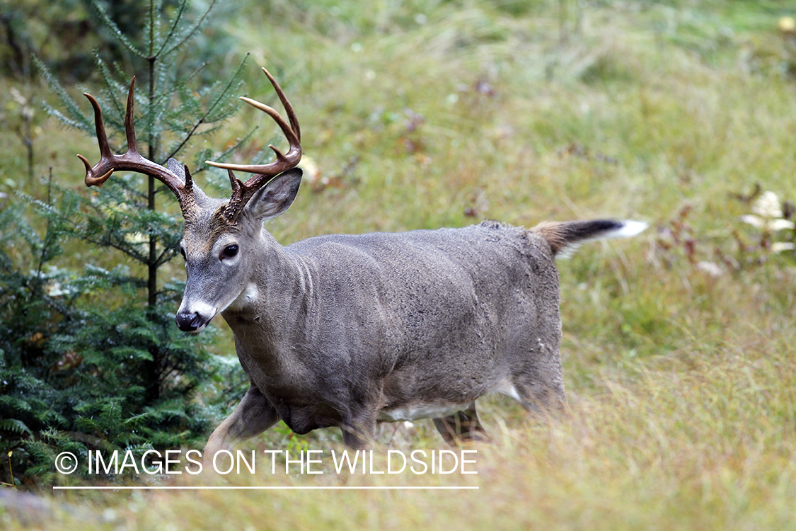 White-tailed buck in habitat. 