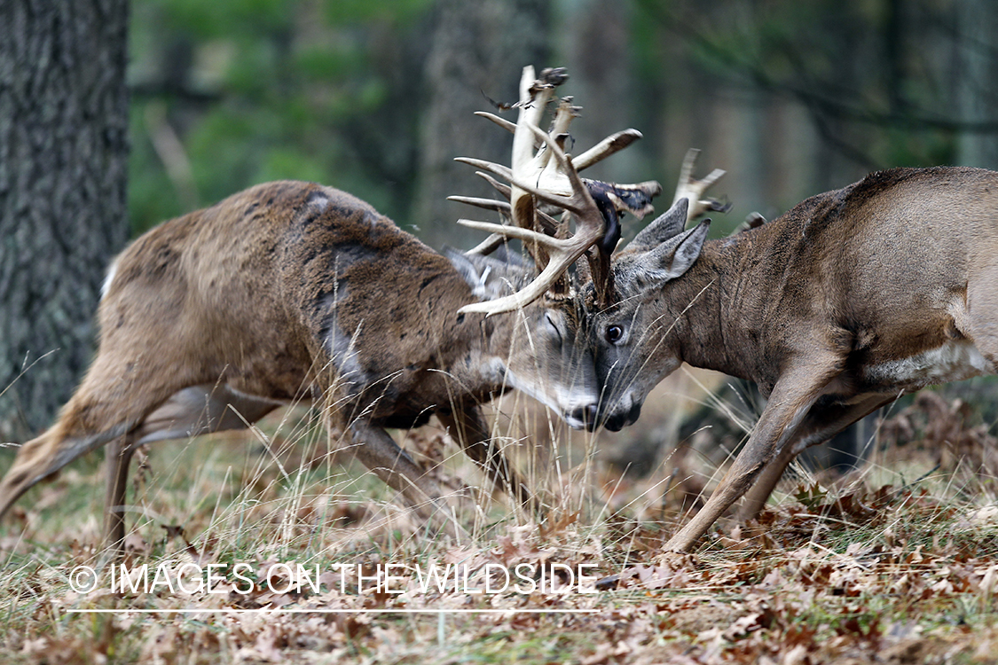 White-tailed bucks fighting. 