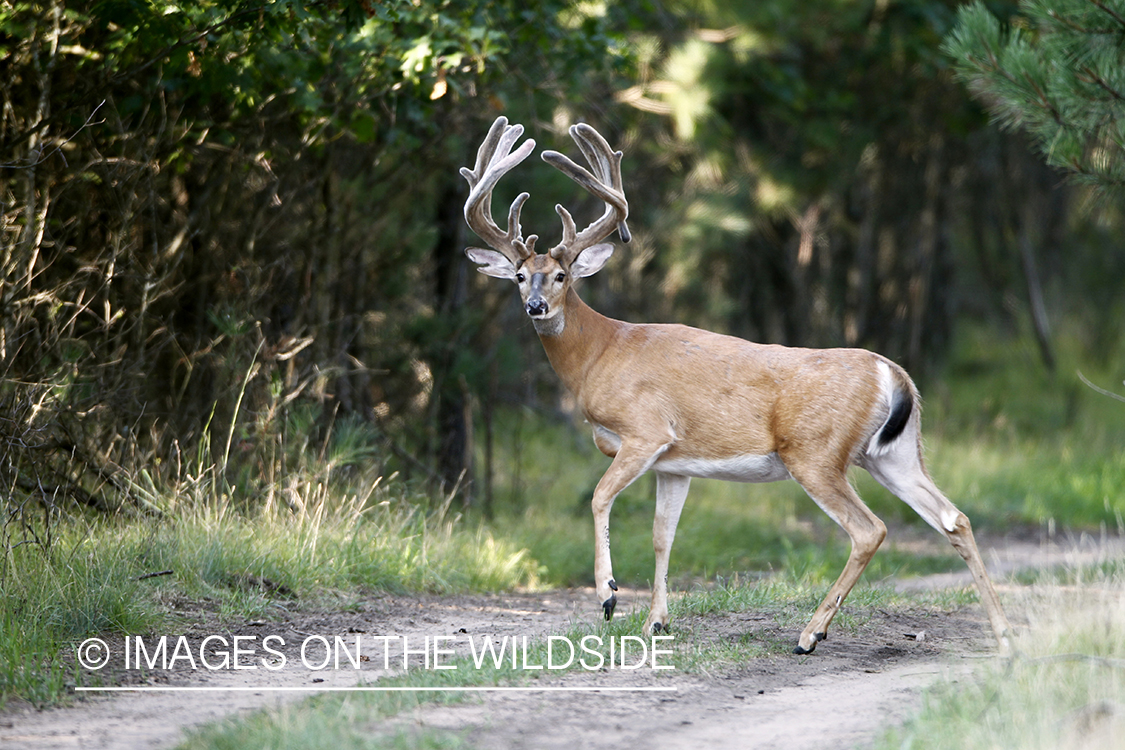 White-tailed buck in velvet.