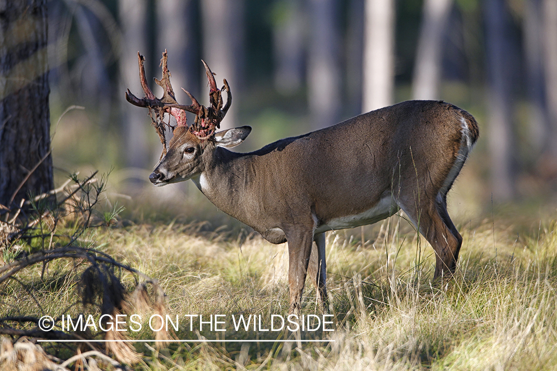 White-tailed buck shedding velvet.