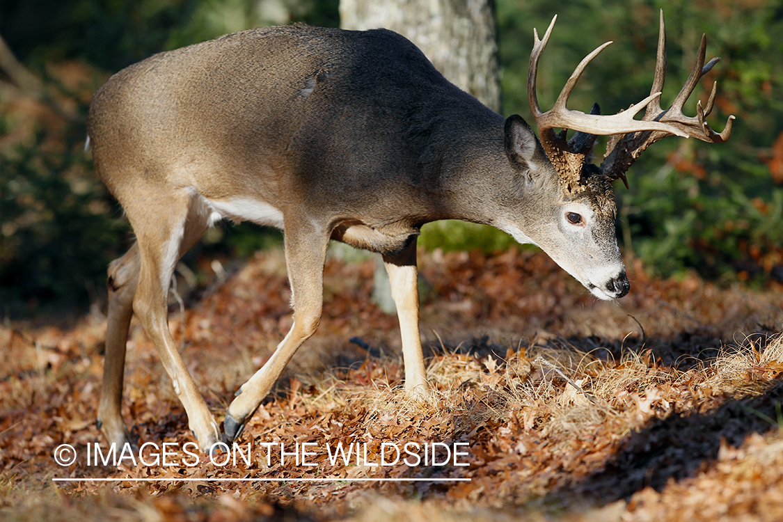 White-tailed buck in habitat.