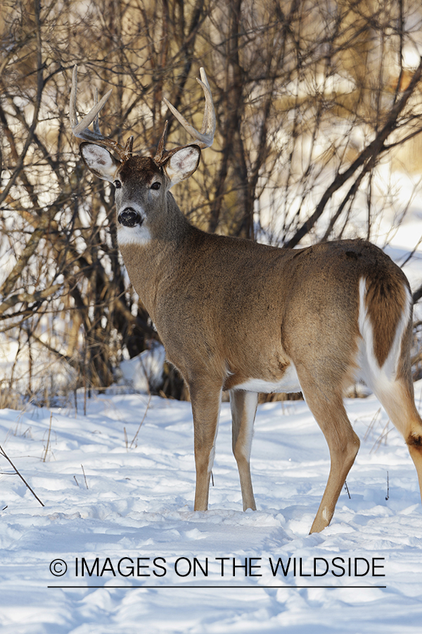 White-tailed buck in winter habitat.