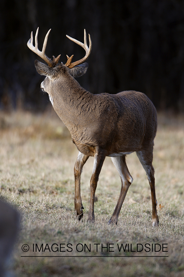 White-tailed buck in habitat.