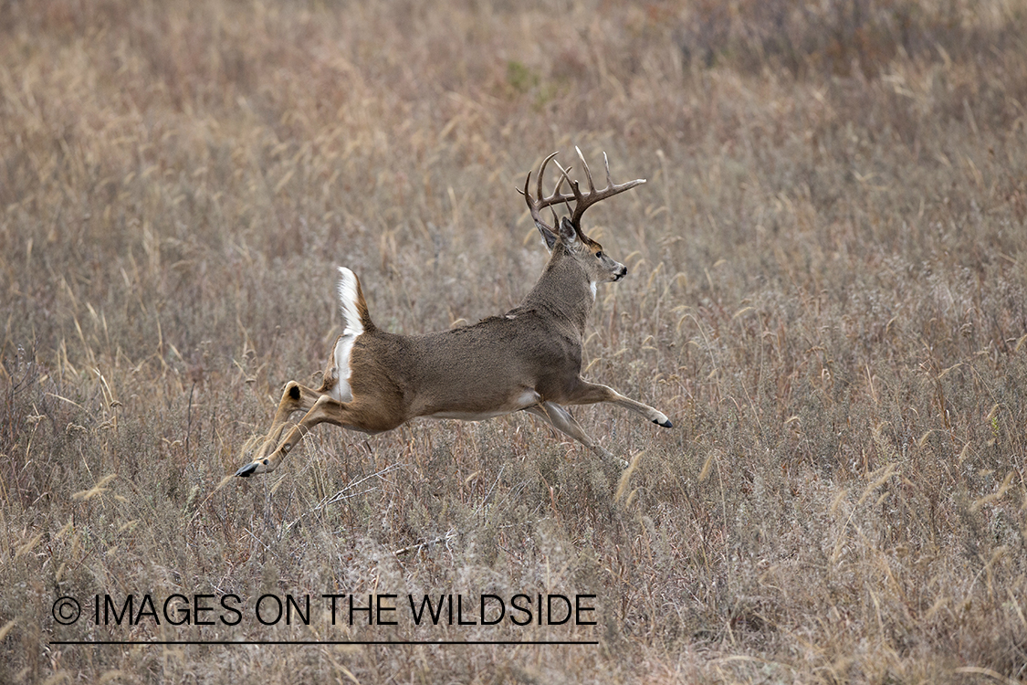 White-tailed buck running in habitat.