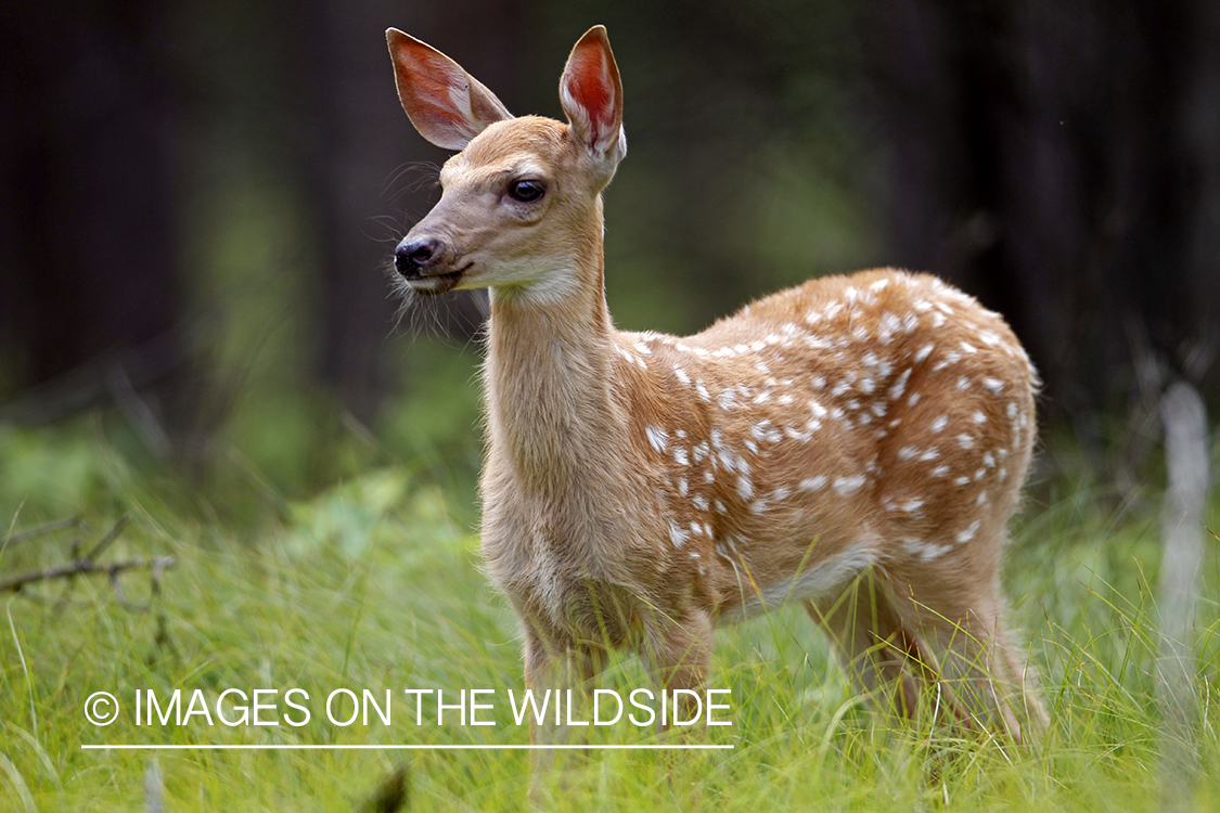 White-tailed fawn in habitat.