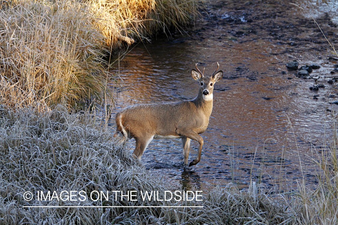 View of White-tailed buck in habitat from tree stand.