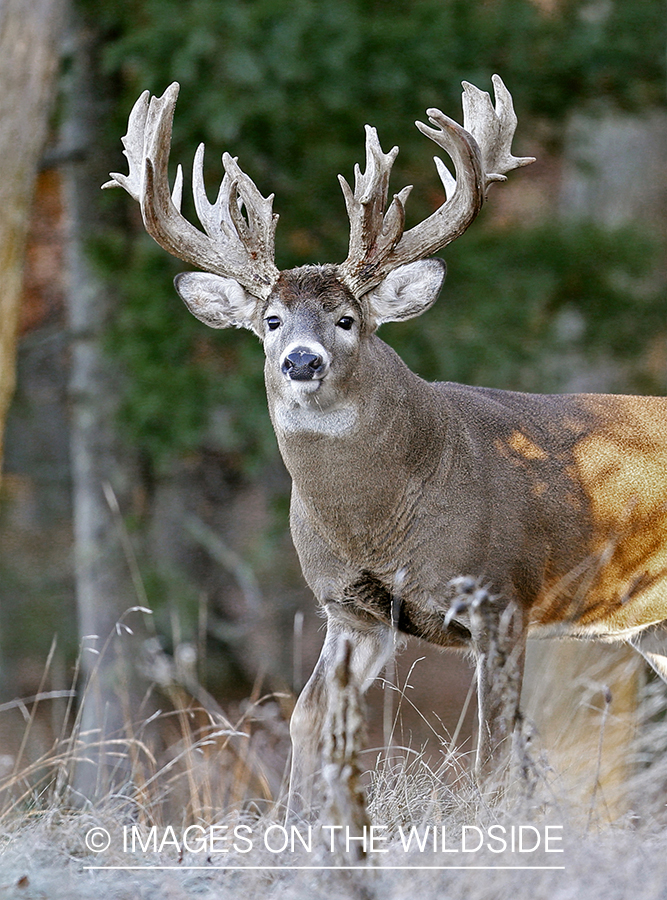 White-tailed buck in habitat.