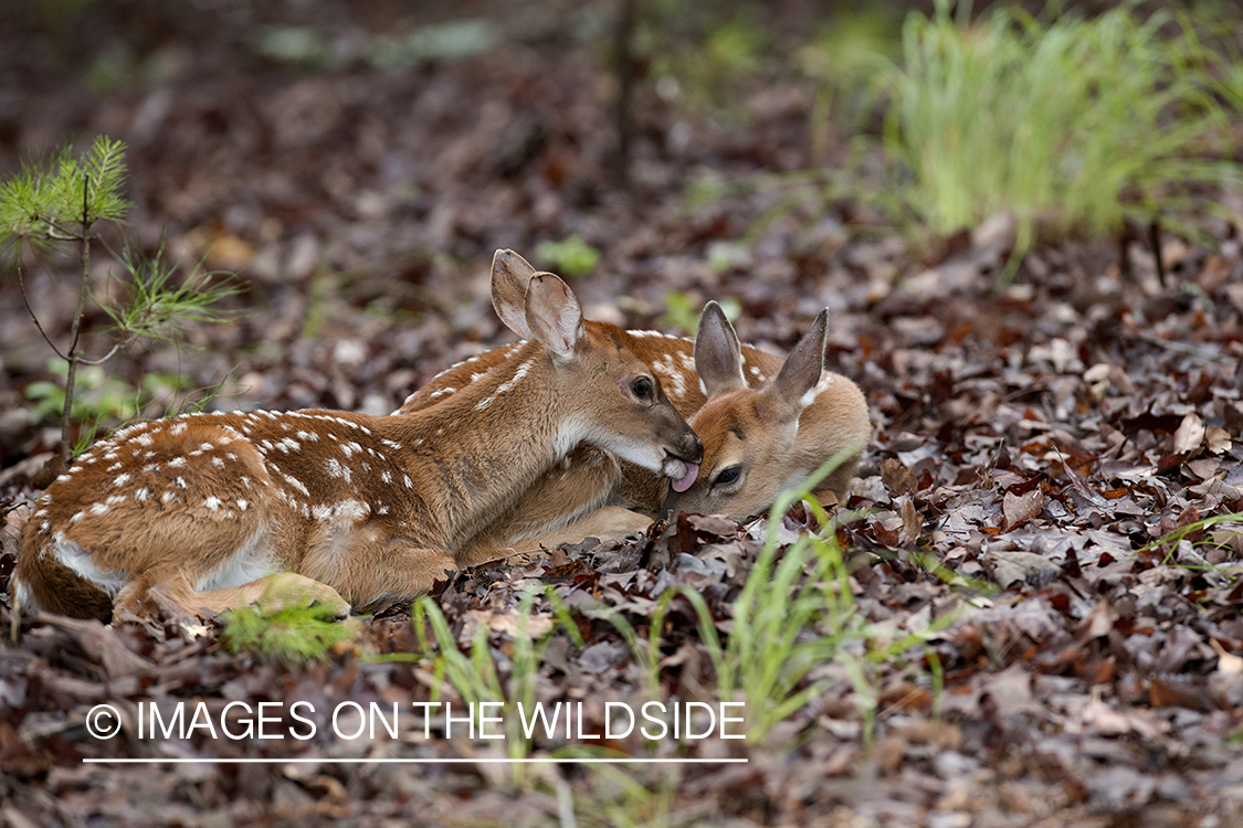 White-tailed fawns in velvet bedded down.