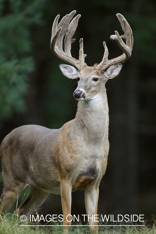 White-tailed buck in habitat.