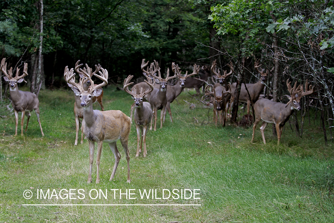 Herd of white-tailed bucks in habitat.