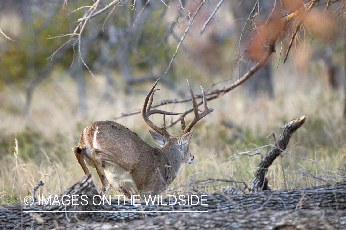 White-tailed buck fleeing in habitat.