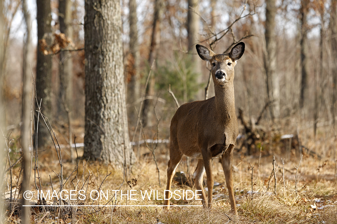 White-tailed doe in habitat.