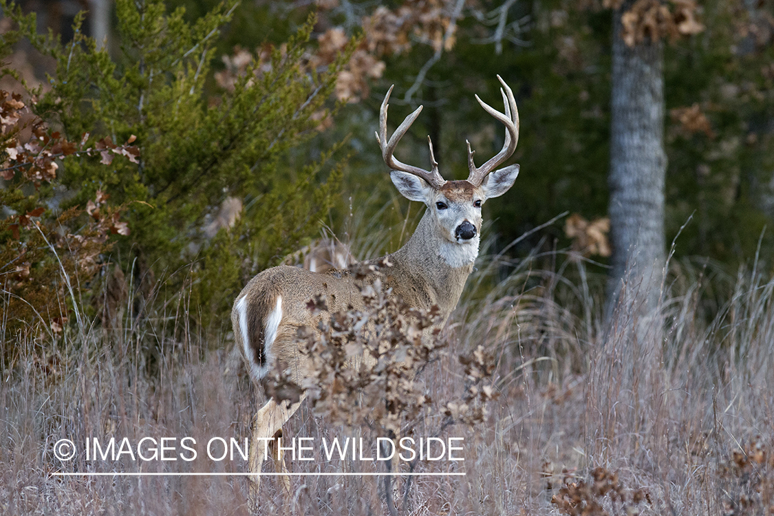 White-tailed buck in habitat.