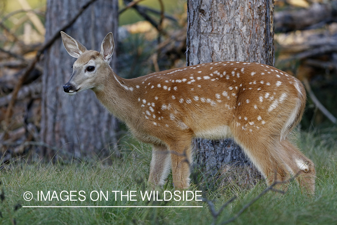 White-tailed fawn in habitat.