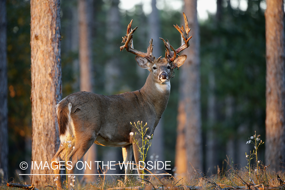 White-tailed buck shedding Velvet.