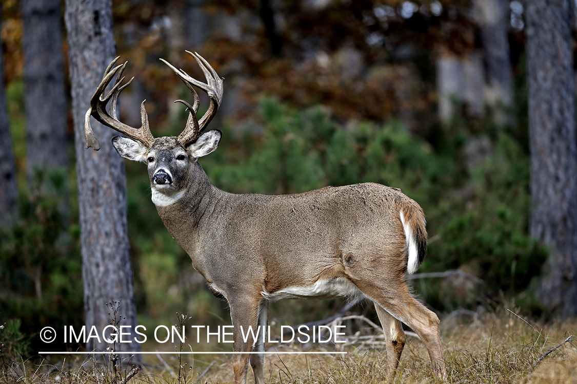 White-tailed buck in woods.