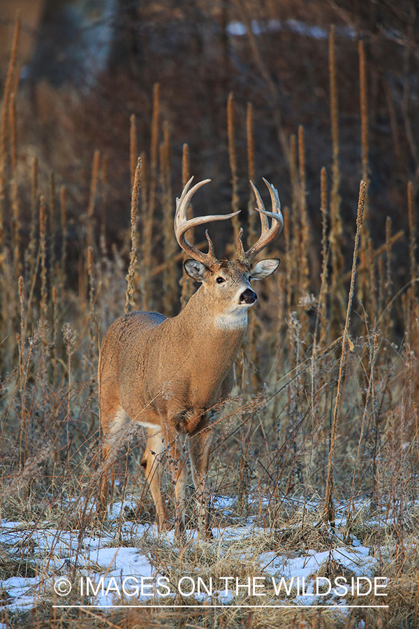 White-tailed buck in field.