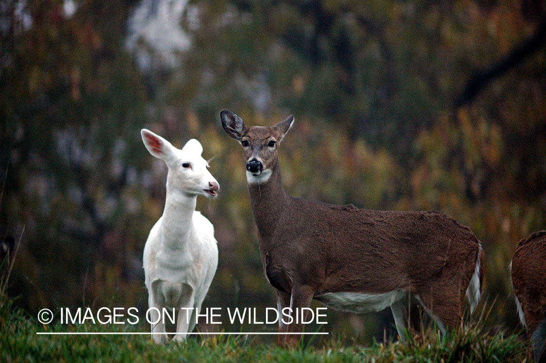 Albino white-tailed deer in habitat.