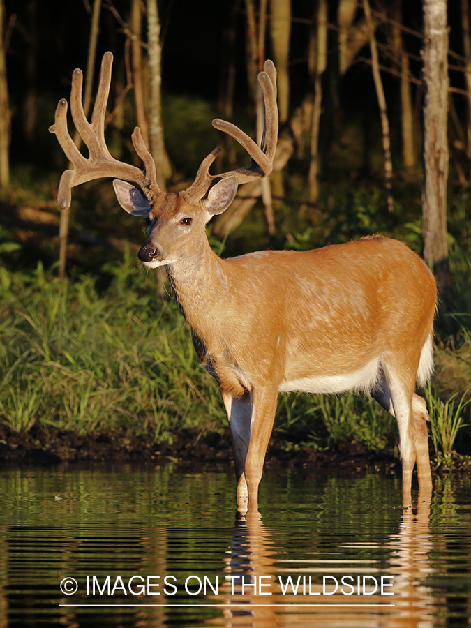 White-tailed buck in velvet next to water.