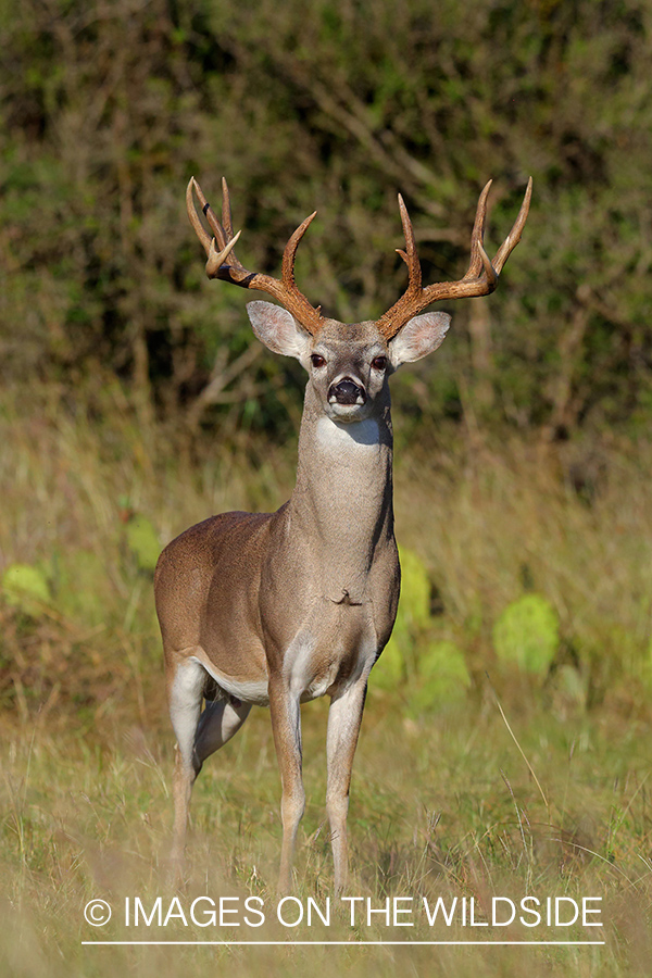 White-tailed deer.