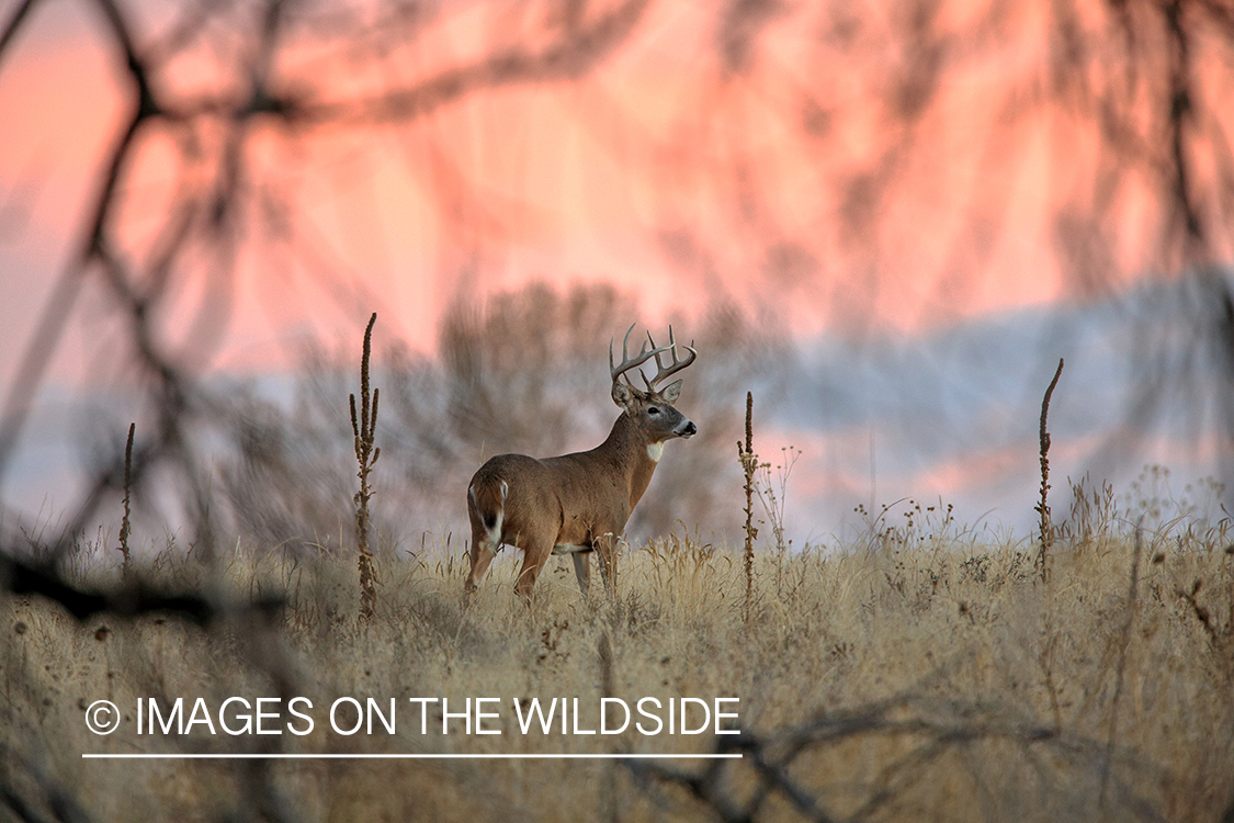 White-tailed buck in field.