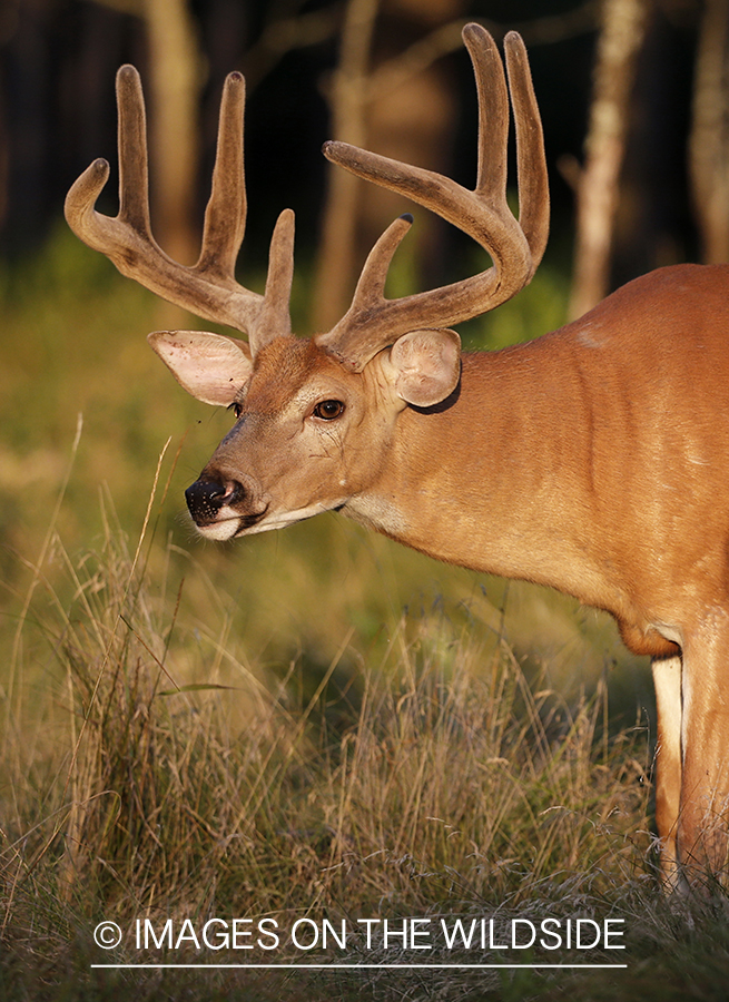 White-tailed buck in field.