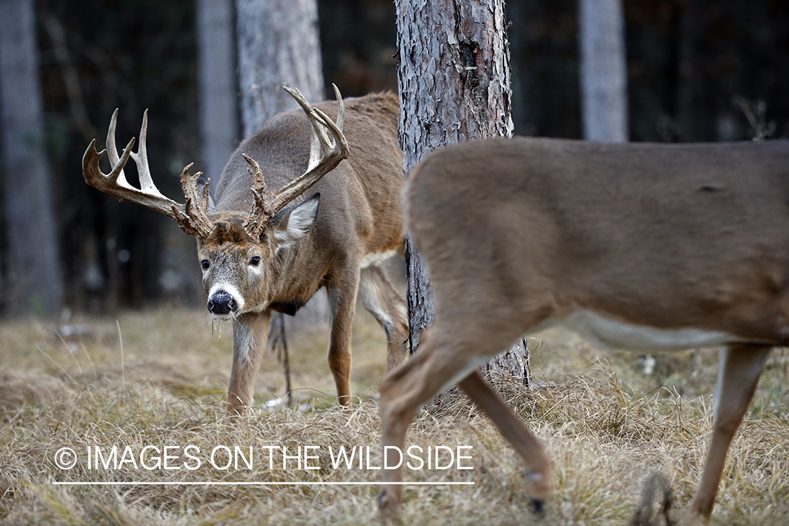 White-tailed buck chasing doe.