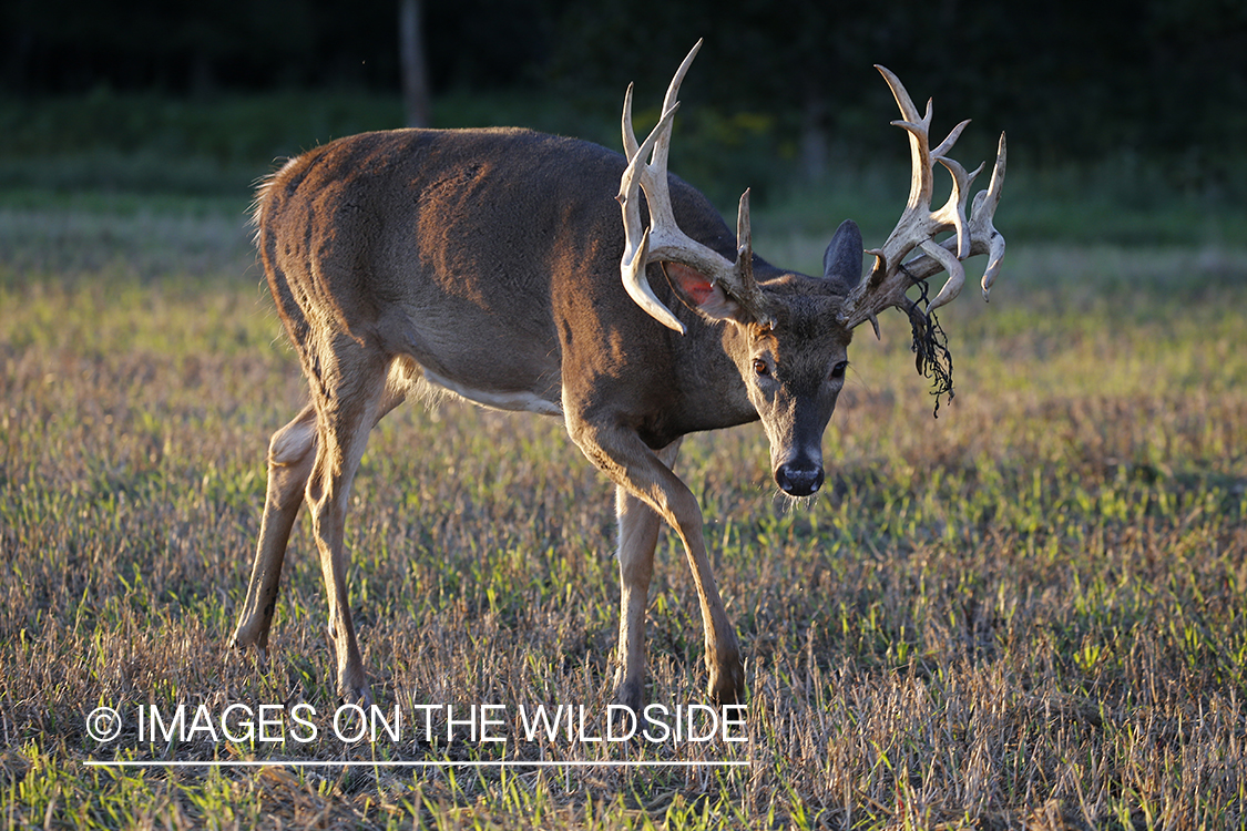 White-tailed buck in the rut.