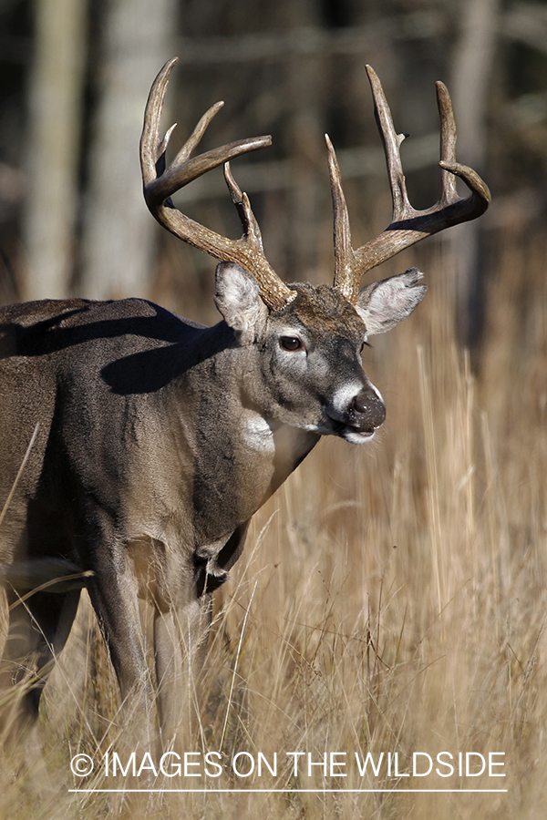 White-tailed buck in the rut.