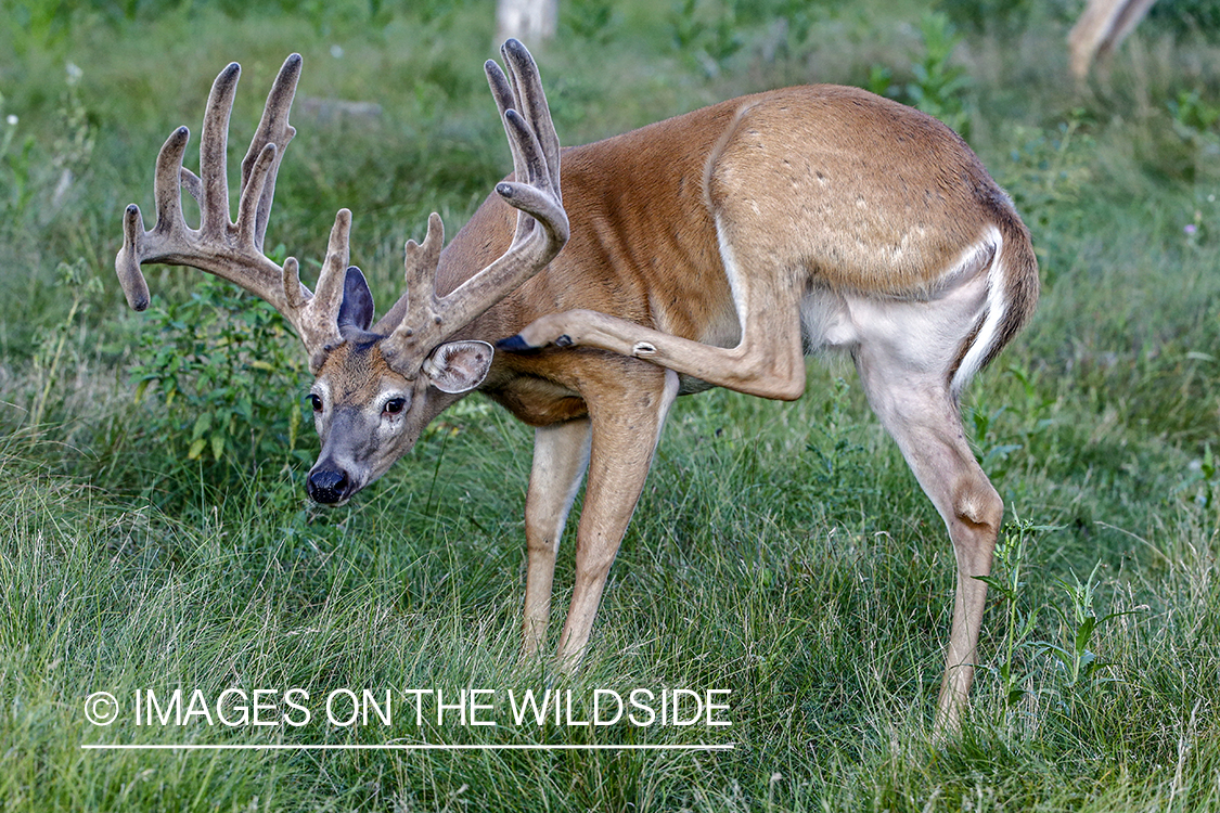 White-tailed buck in Velvet.