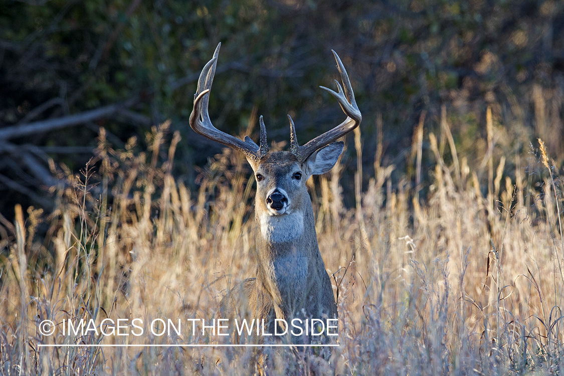 White-tailed buck in field.