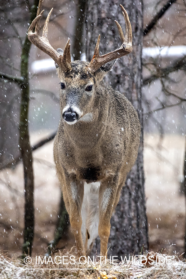 White-tailed buck in winter field.