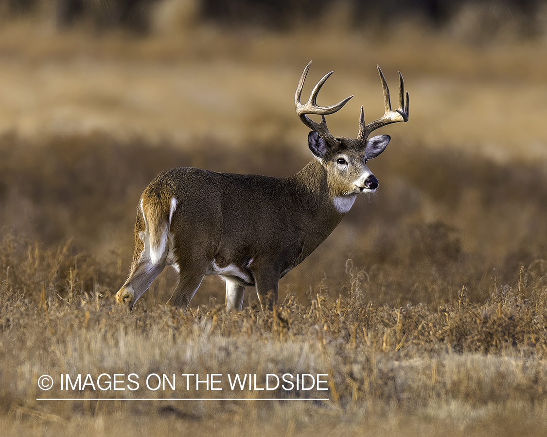 White-tailed buck in field.