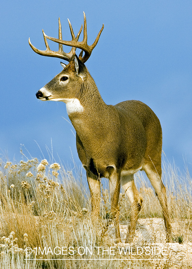 White-tailed deer in habitat