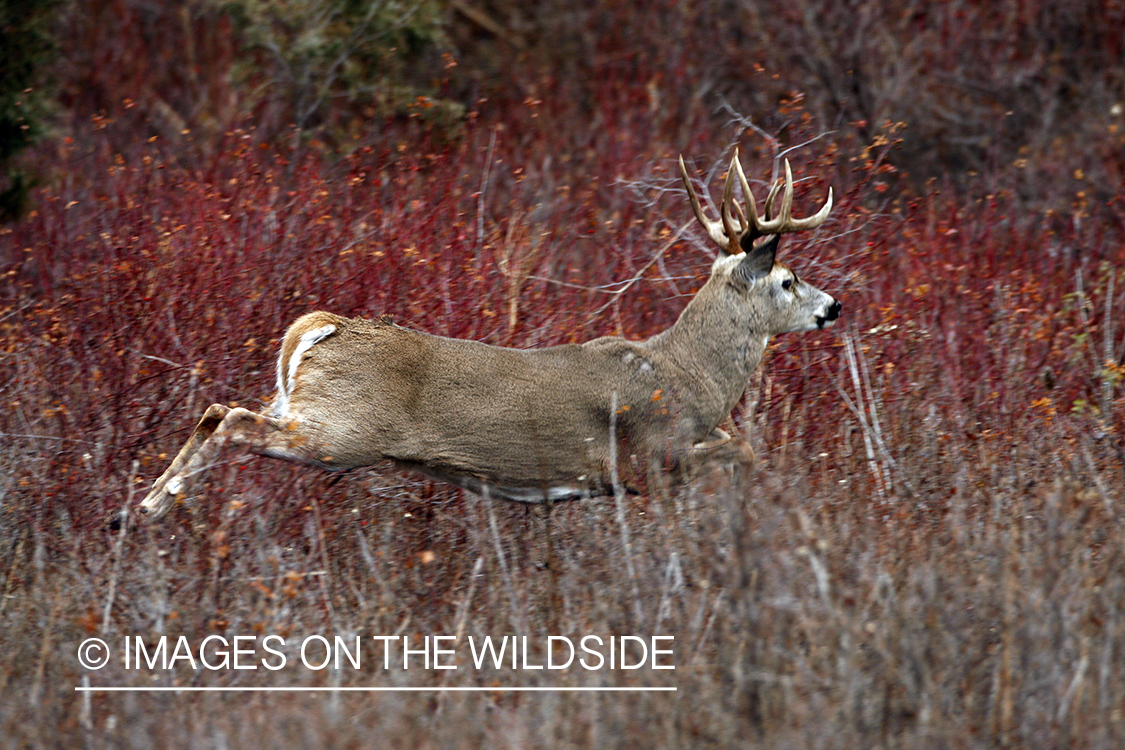 White-tailed deer in habitat