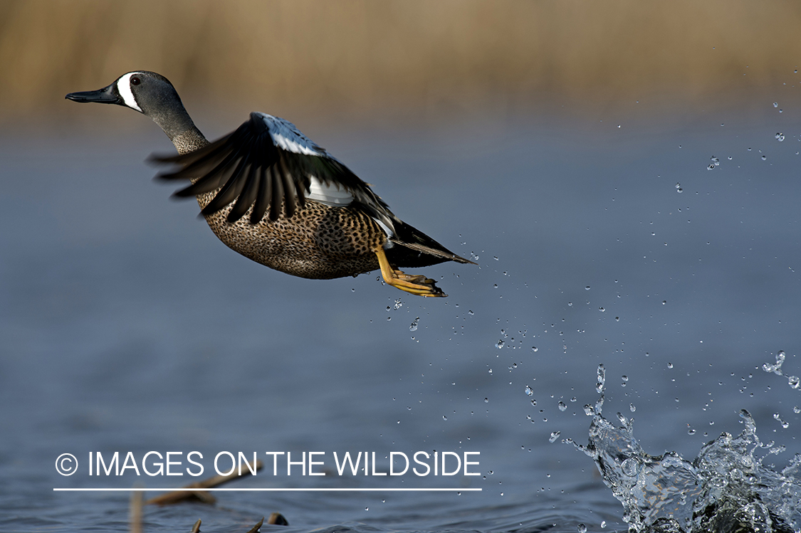 Blue-winged Teal in flight.