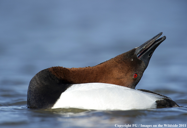 Canvasback drake displaying. 