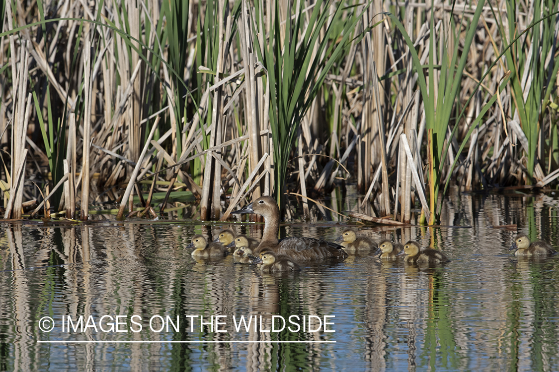 Canvasback with ducklings.