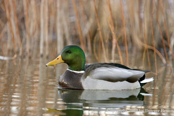 Mallard drake on pond.