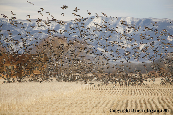 Mallard flock