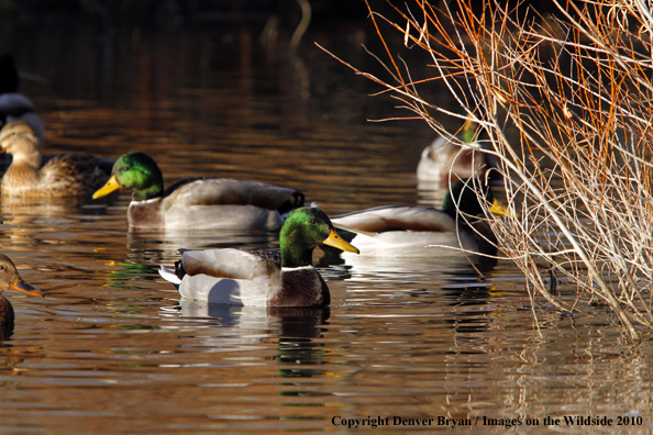 Mallard drakes on water