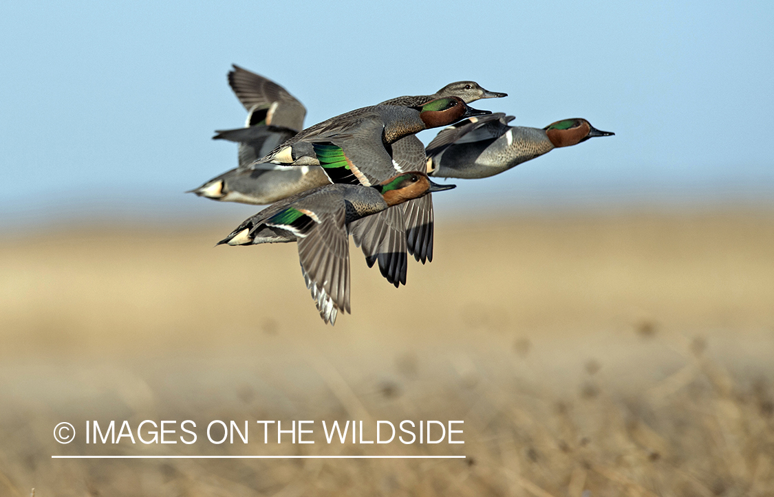 Green-winged Teal flying together.