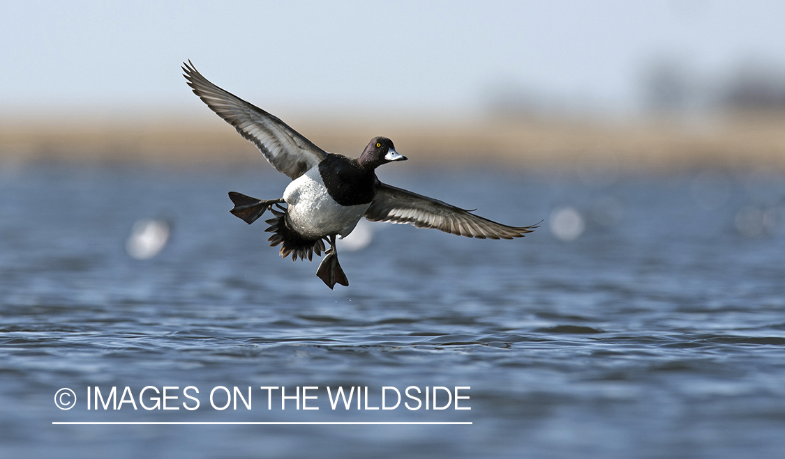 Lesser Scaup in flight.