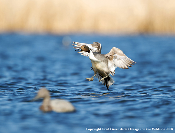 Pintail duck landing